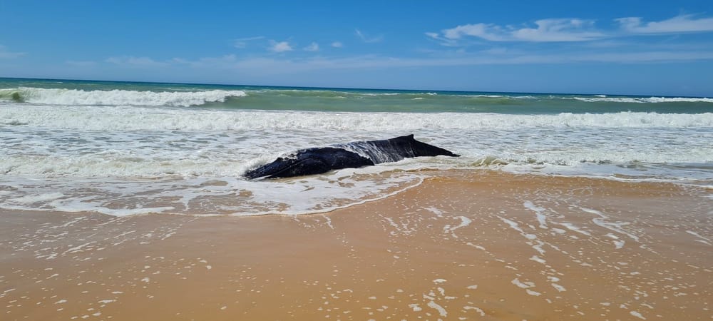 Euthanasia ‘only option’ for whale washed ashore post image
