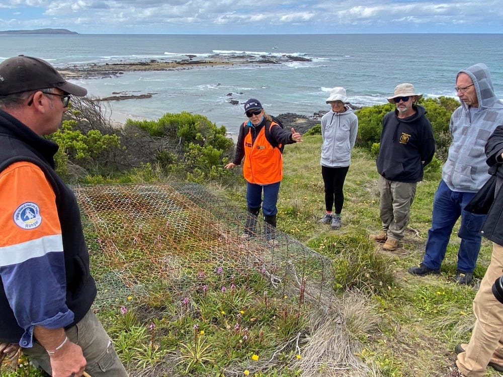 How rabbits have decimated Phillip Island's biodiversity post image