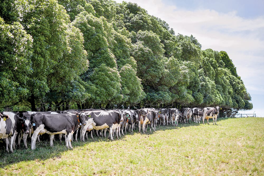 Milk supply falling but prices still strong post image