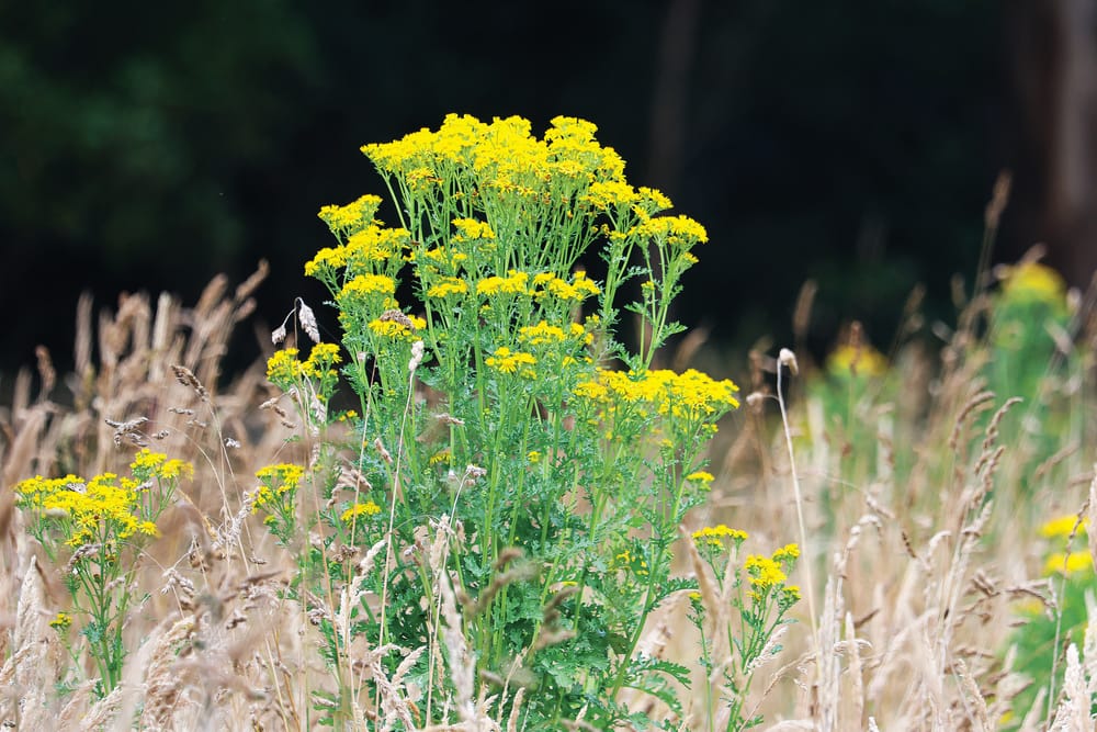 More support for communities to tackle pests post image