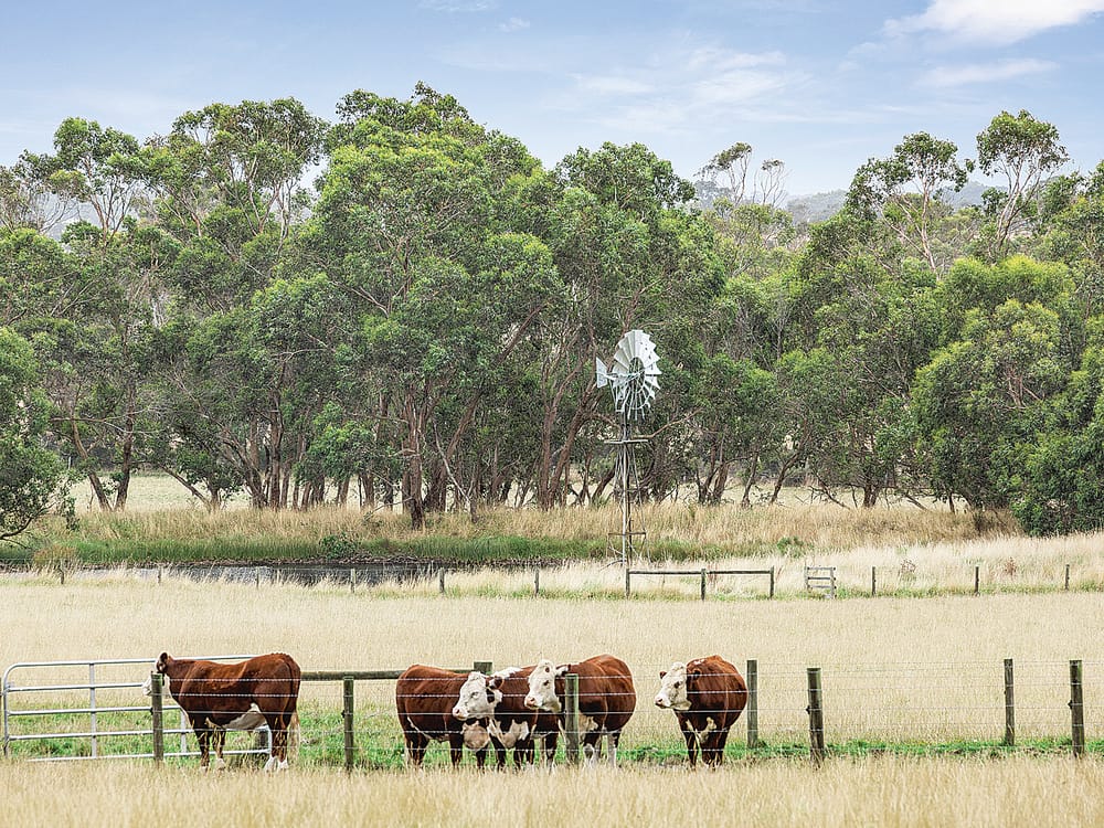 New emergency levy prompts South Gippsland to cut farm rates post image