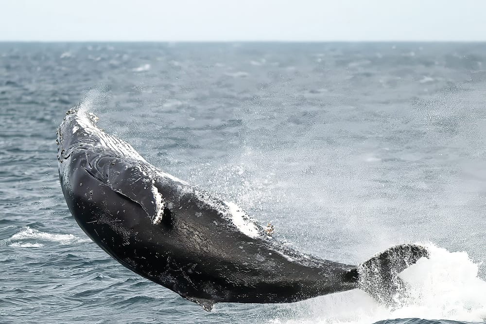 Whales watchers on the look out post image
