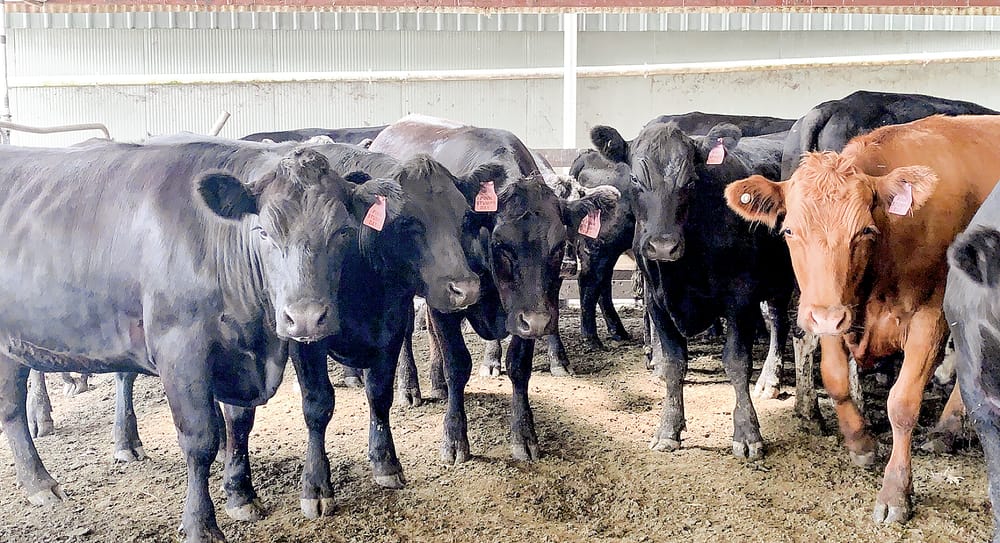 Pink Stumps Day is back this month post image