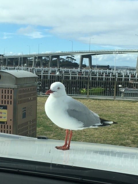 Compliance blitz sees Island café charged post image