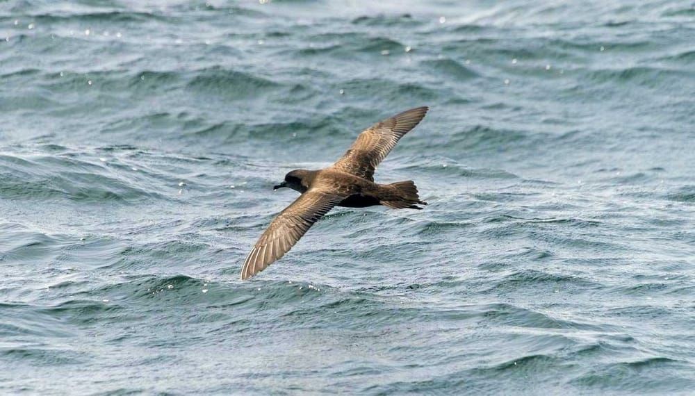More than ever, Phillip Island’s short-tailed shearwater chicks need our help post image
