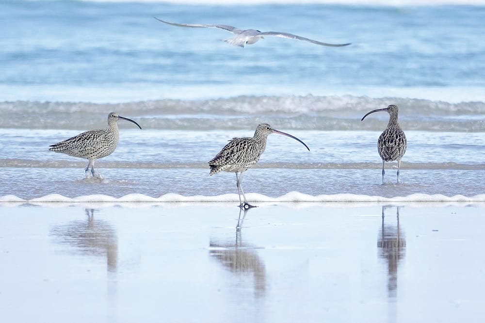 Council unfazed by Barry Beach Esso project post image