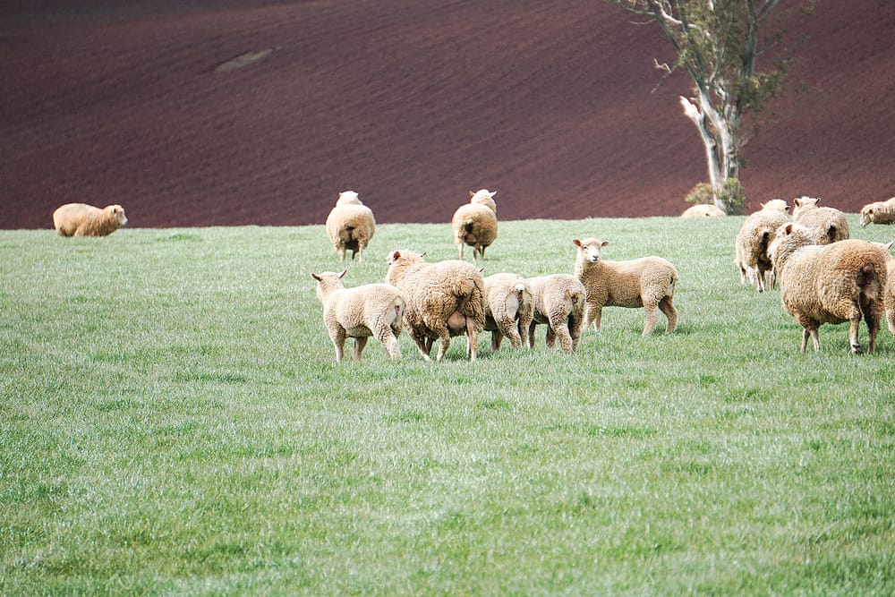 Third biggest lamb production quarter on record post image