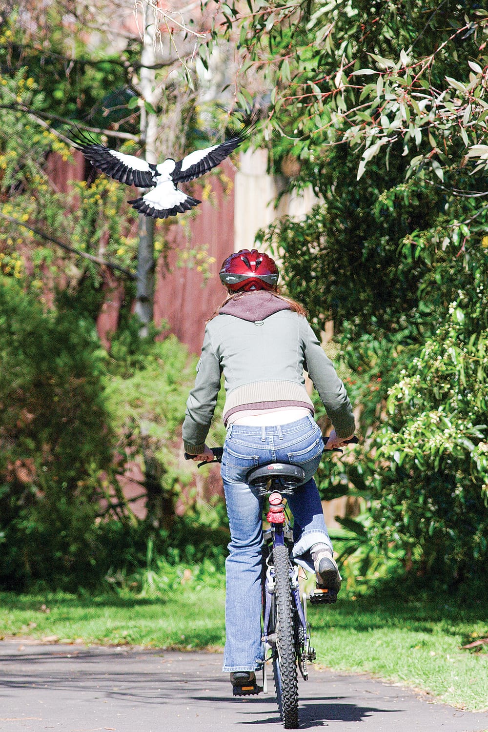 Ten per cent of magpies are giving the rest a bad name post image