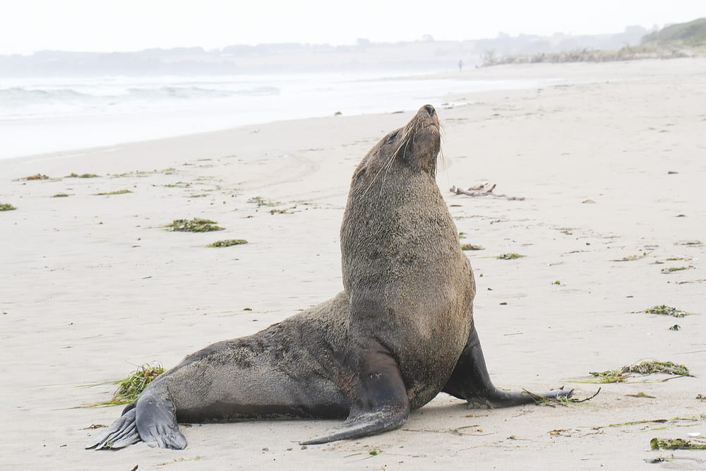 Australian Fur Seal challenges beachgoers at Inverloch post image