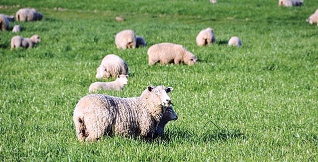 Be aware of foot abscess, rot in sheep post image