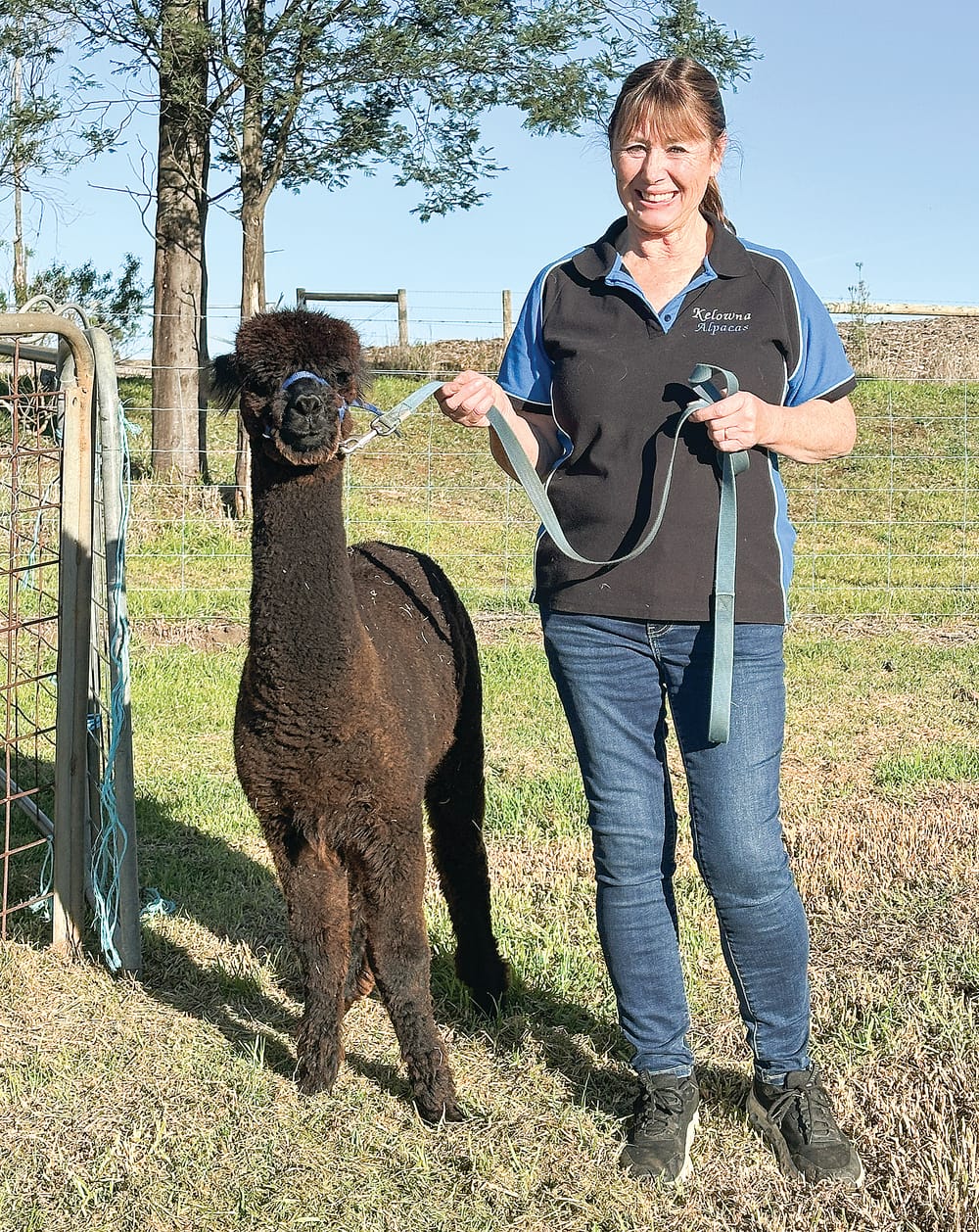 An unexpected journey to breeding and showing alpacas post image