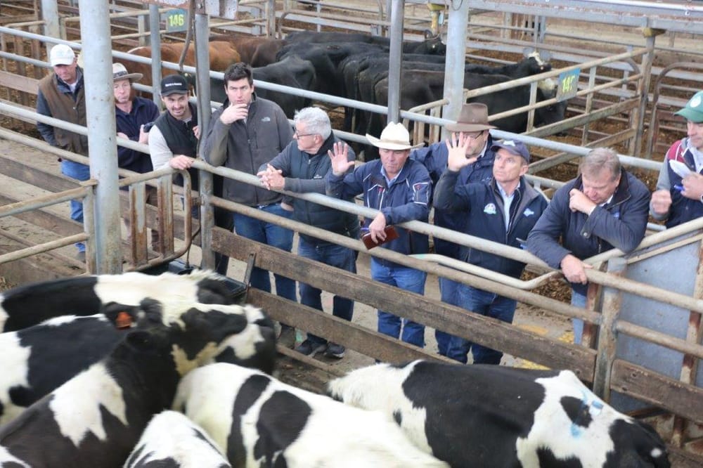 Strong demand for Leongatha cattle post image