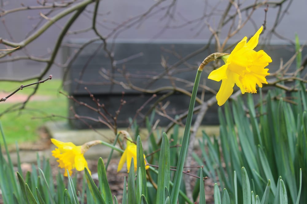 Keep your hands off our daffodils post image