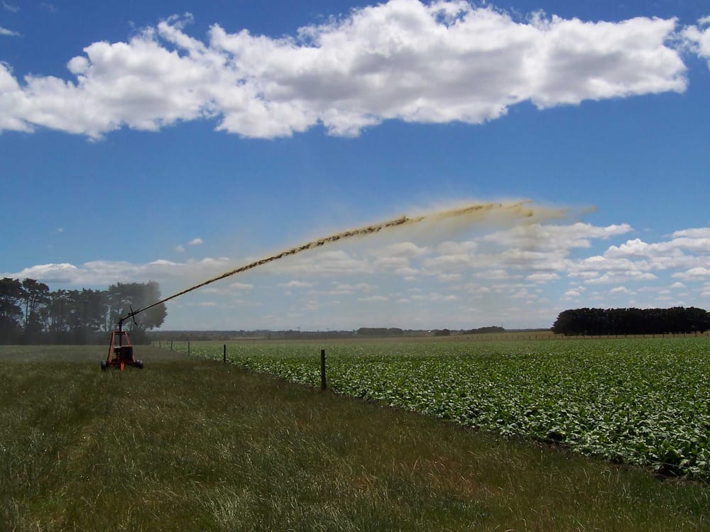 Use your dairy effluent now on silage regrowth post image