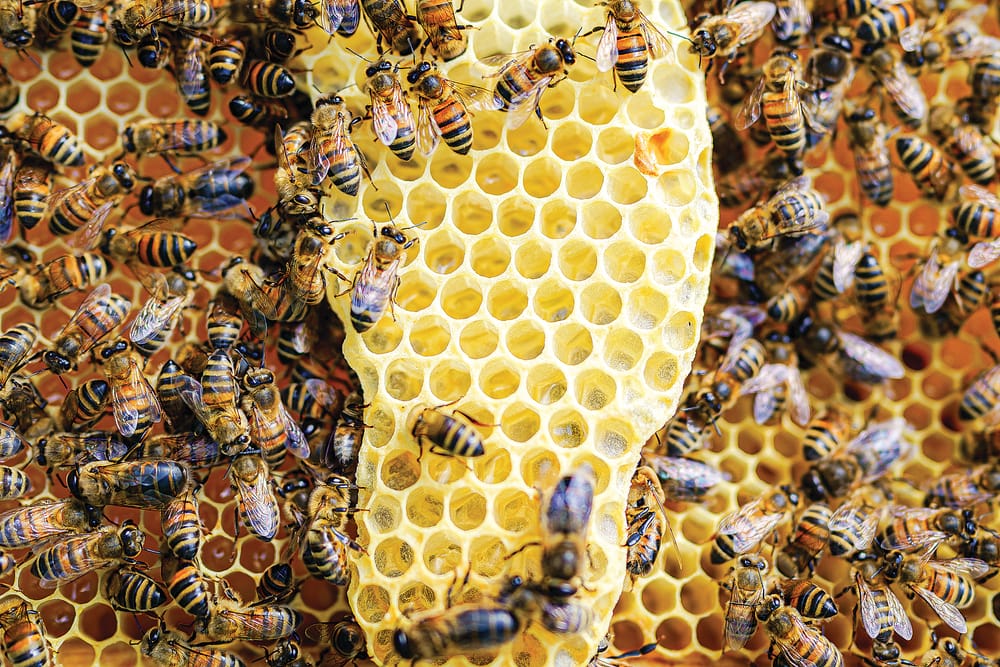 Plant a tree and save the bees post image