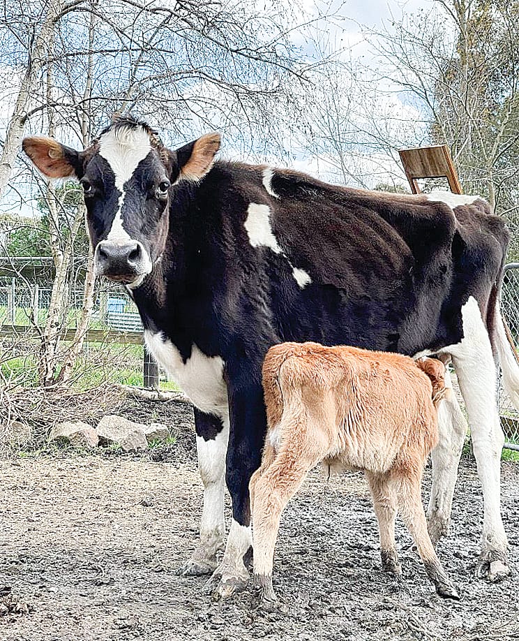 Farm animals looking for a new forever home post image