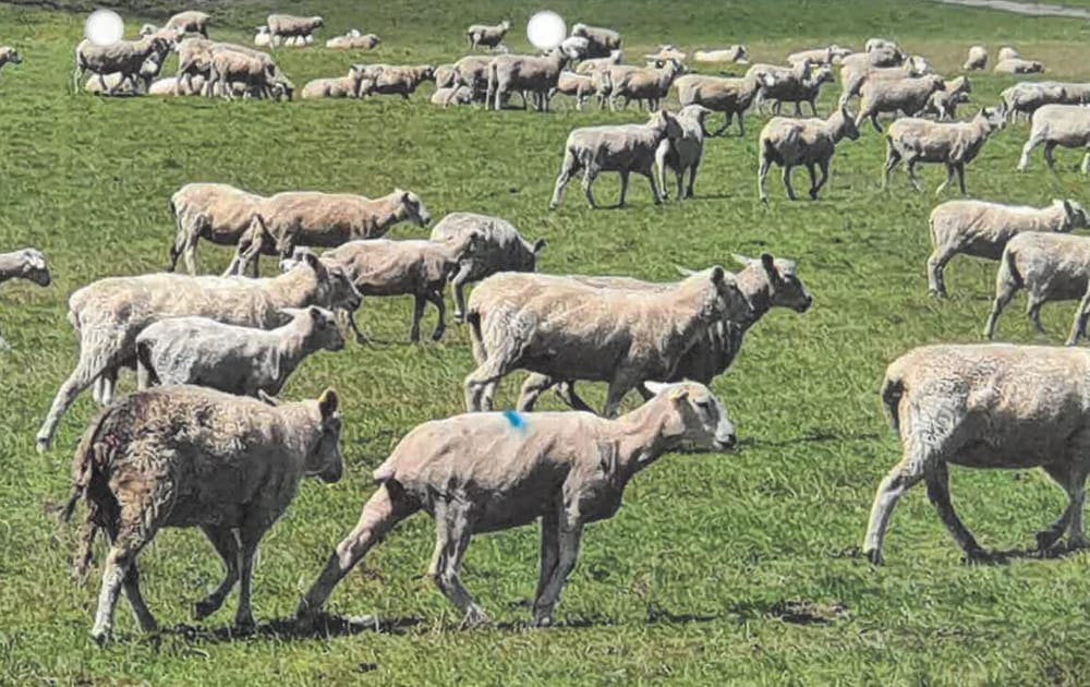 $50,000 fine for ‘immense’ cruelty at Walkerville post image