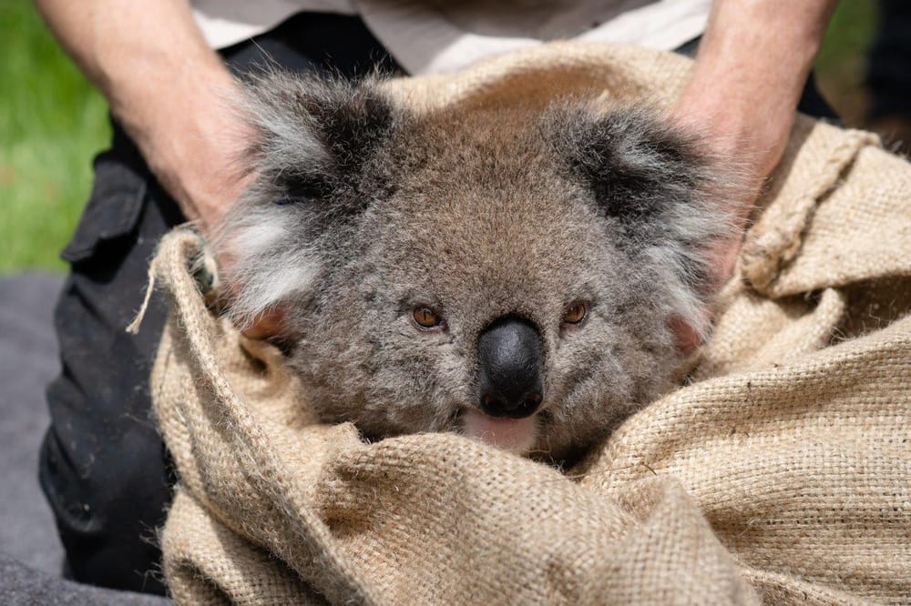 Phillip Island koala colony passes medical check post image