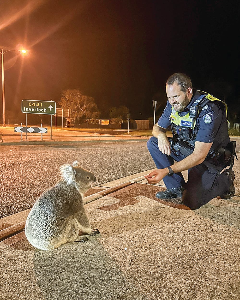 Slow down and save our wildlife post image