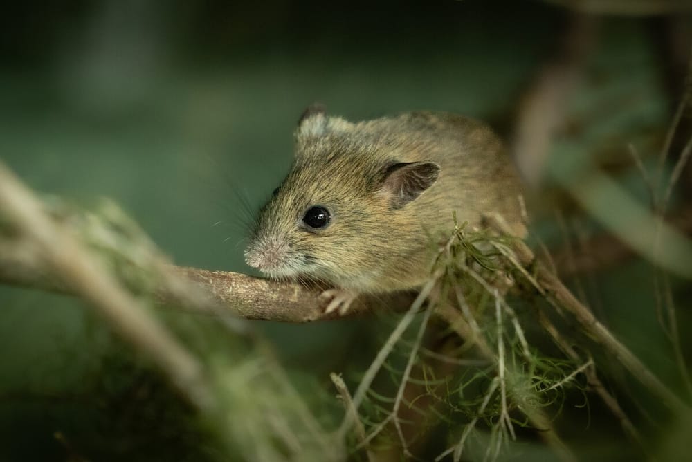 Love is in the air for Prom’s endangered mice post image