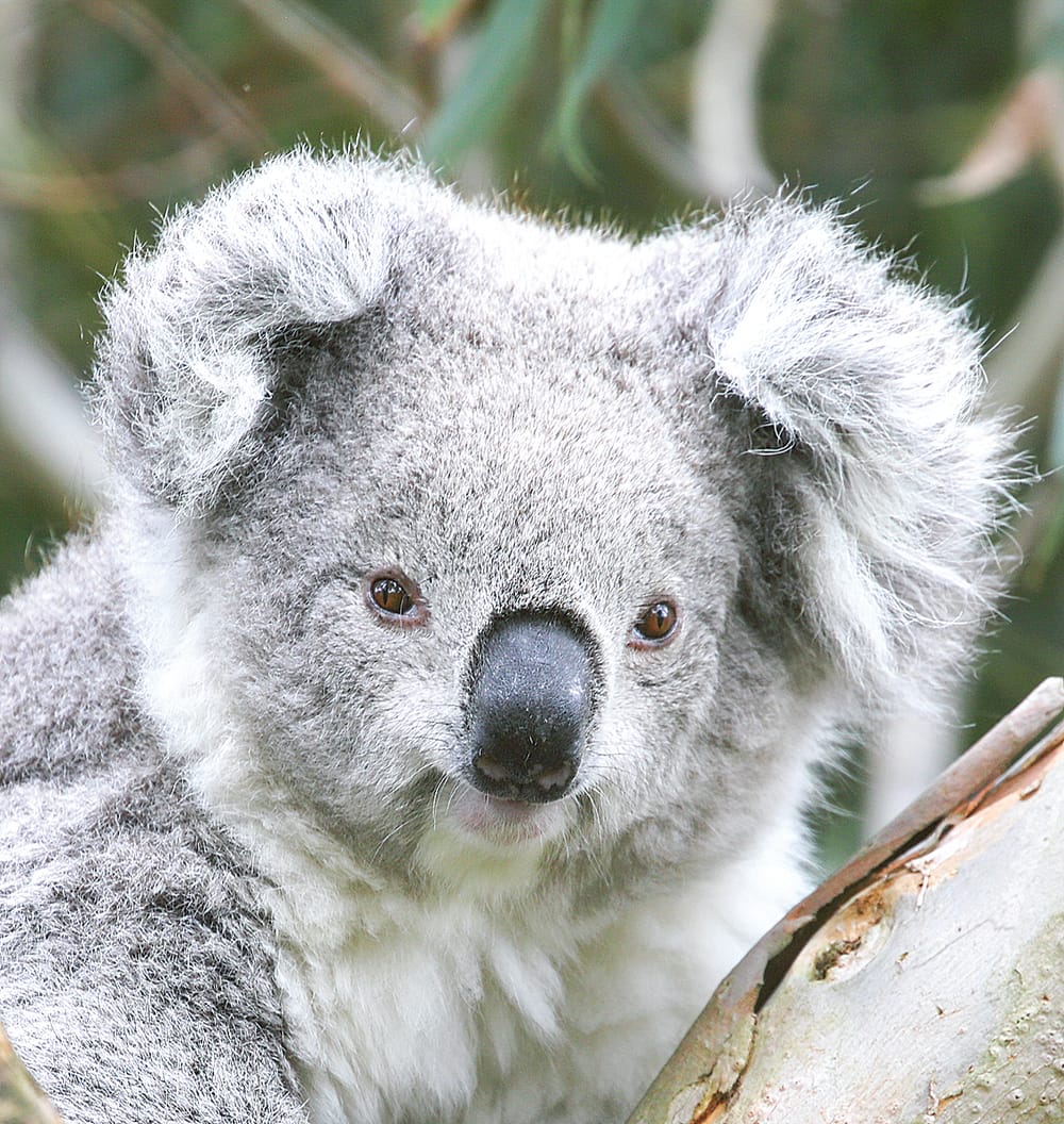 Revitalising habitat for native koalas post image