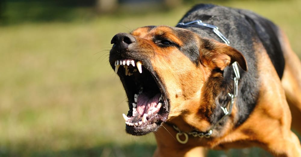 ‘Distressing’ dog attacks a lesson for owners post image