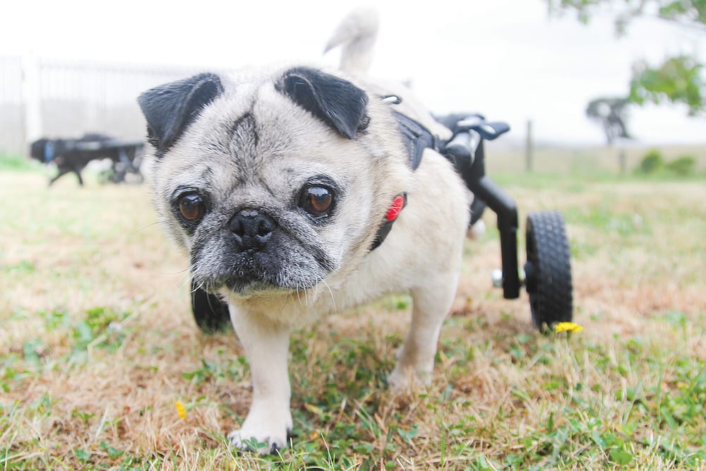 For all lives great and small post image