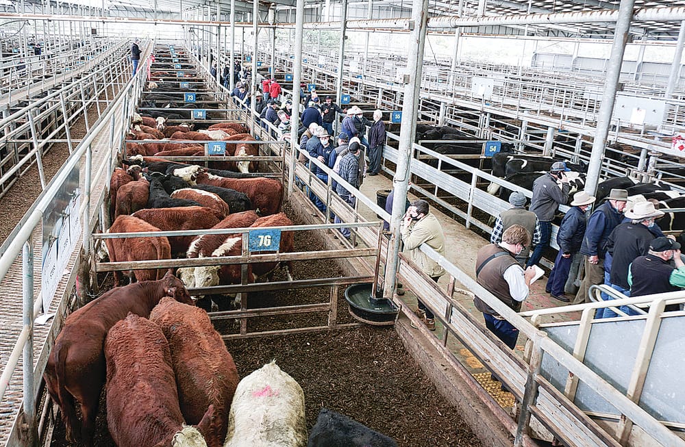 Red meat, livestock industry well placed to capitalise on exceptional conditions post image