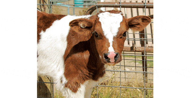 Know your responsibilities when transporting bobby calves post image