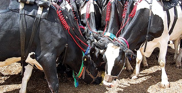 Healthier cows mean a sustainable future post image