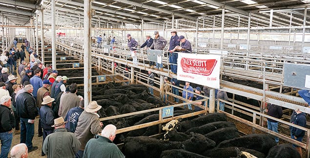 Grown steer price lifts again post image