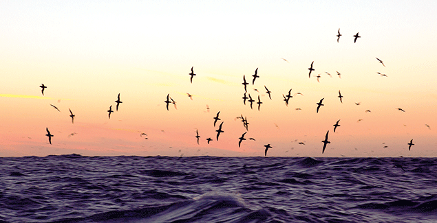 Shearwaters return on time after last year’s bumper breeding season post image
