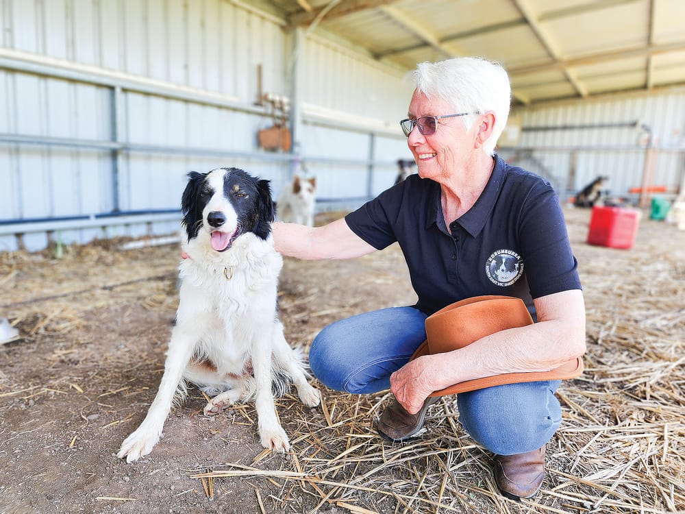 Sheep dogs impress all at Korumburra post image