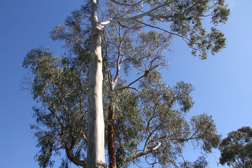 Axe falls on Ventnor trees after Bass Coast Council backflip post image