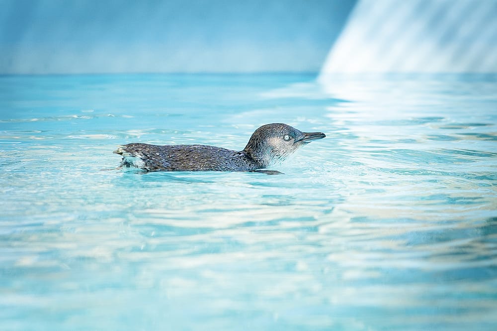 Silver lining for rescued little penguin post image