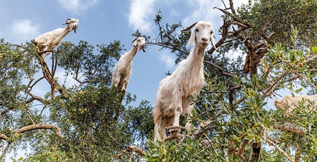 Goats for weed control - How to make it work post image