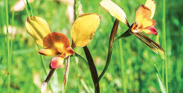Native orchids in bloom at Tarwin post image