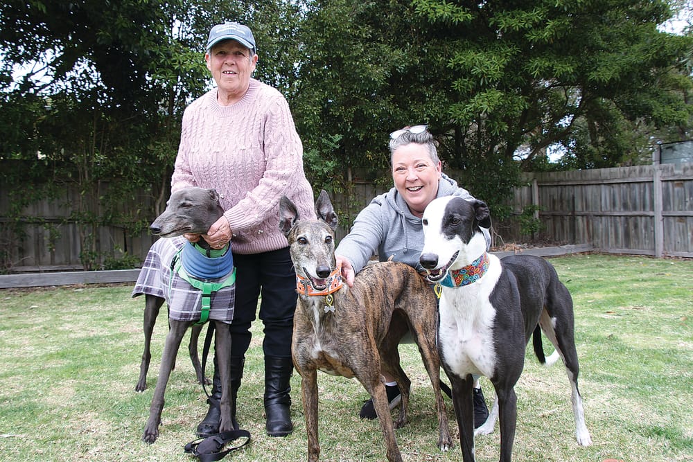 Gippsland walking group for rescued greyhounds post image