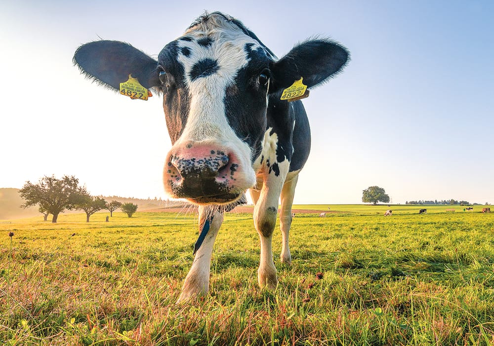 Launch of New Dairy Farm Jobs Board post image