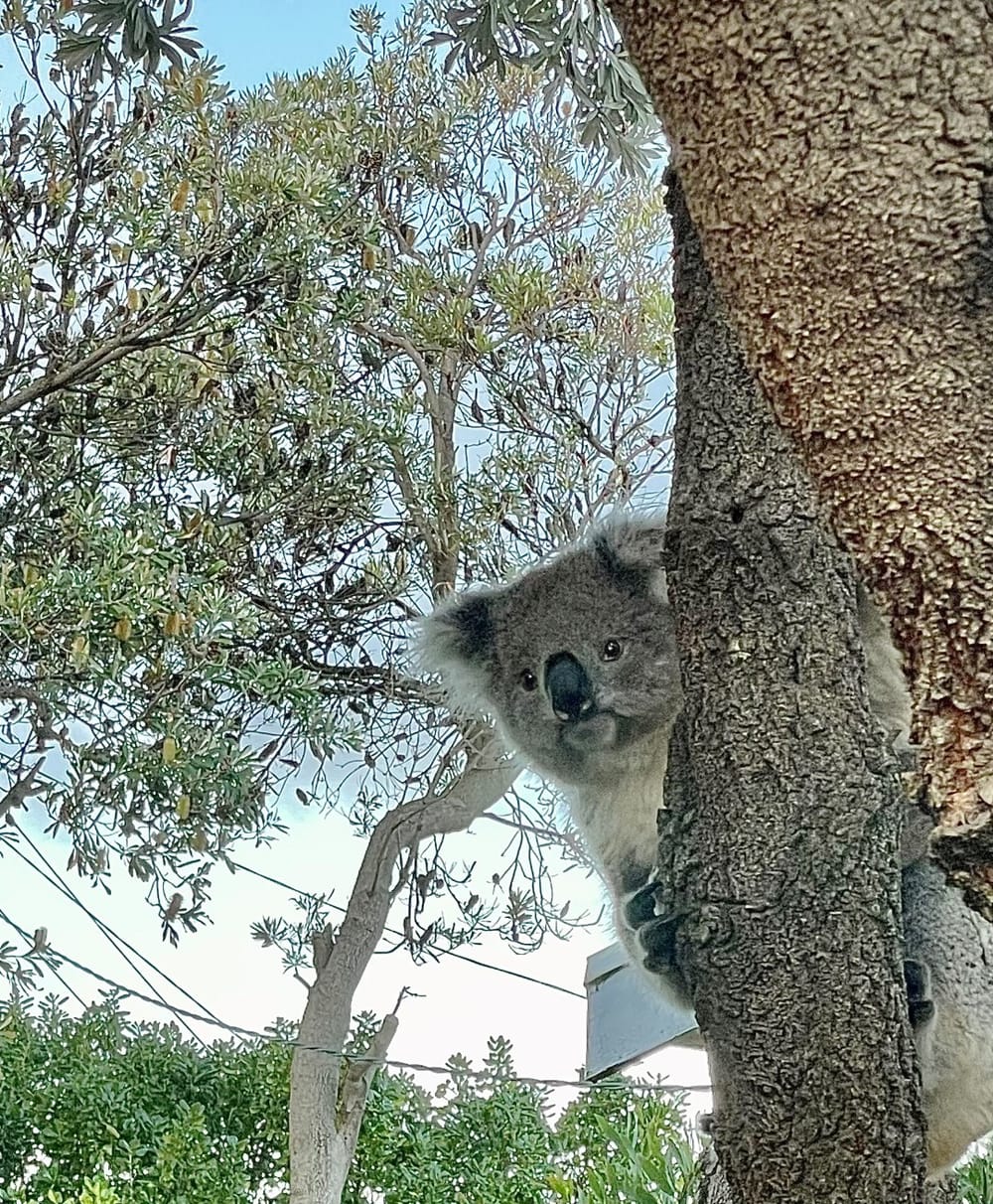 Council’s hands tied over tree removals and building in flood inundation zones post image