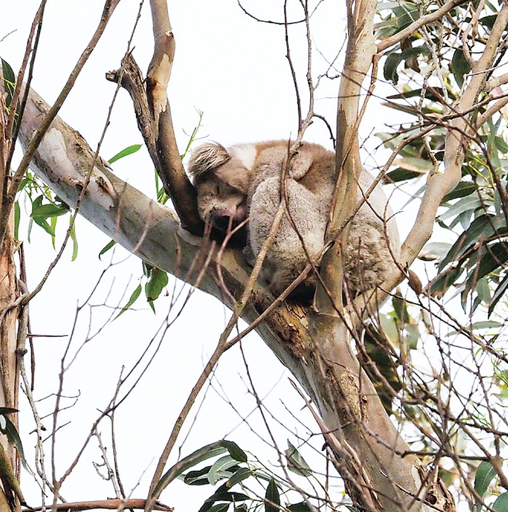 The key to survival in our Strzelecki koalas post image