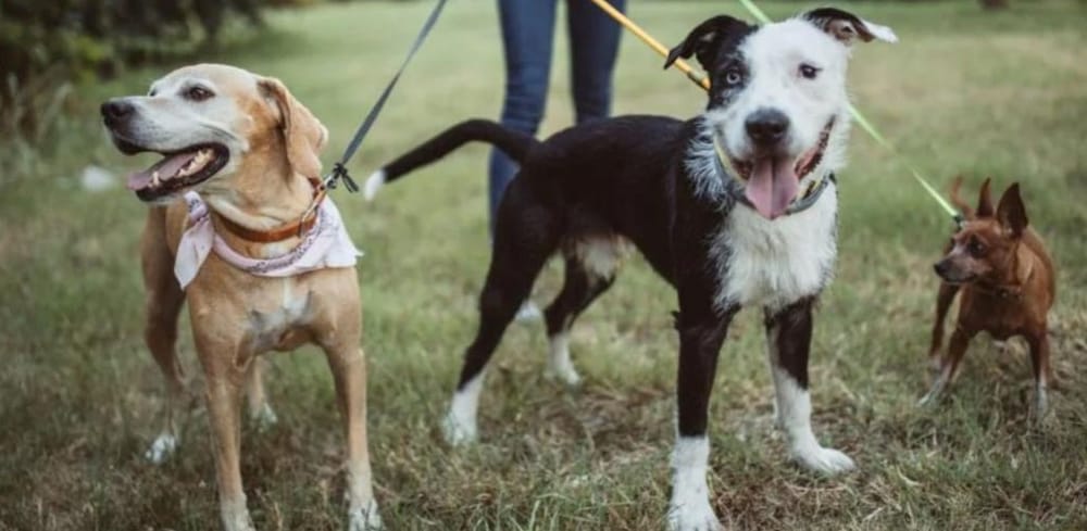 Owners must be responsible post image