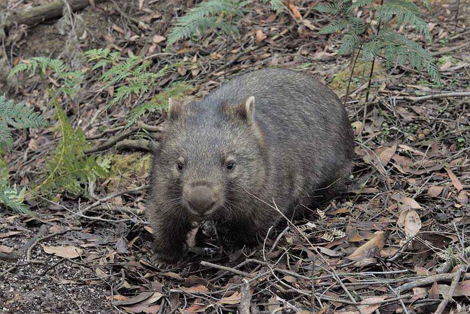 Man charged over Venus Bay wombat deaths post image