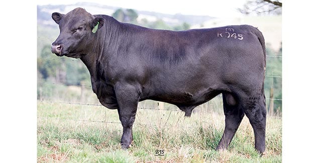 Absolute focus on best available Angus genetics post image