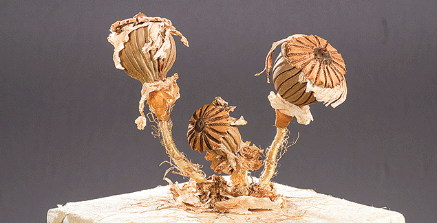 Environmental sculptures on display post image