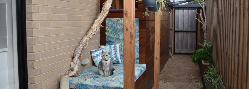 Cat containment starts tomorrow… and hefty fines! post image