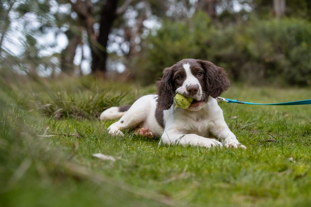 Next-gen fox detectors hot on the trail post image