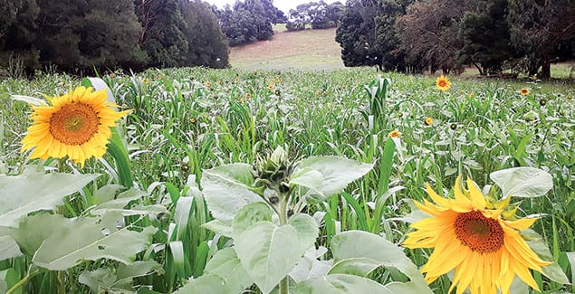 How to grow multispecies pastures in South Gippsland post image