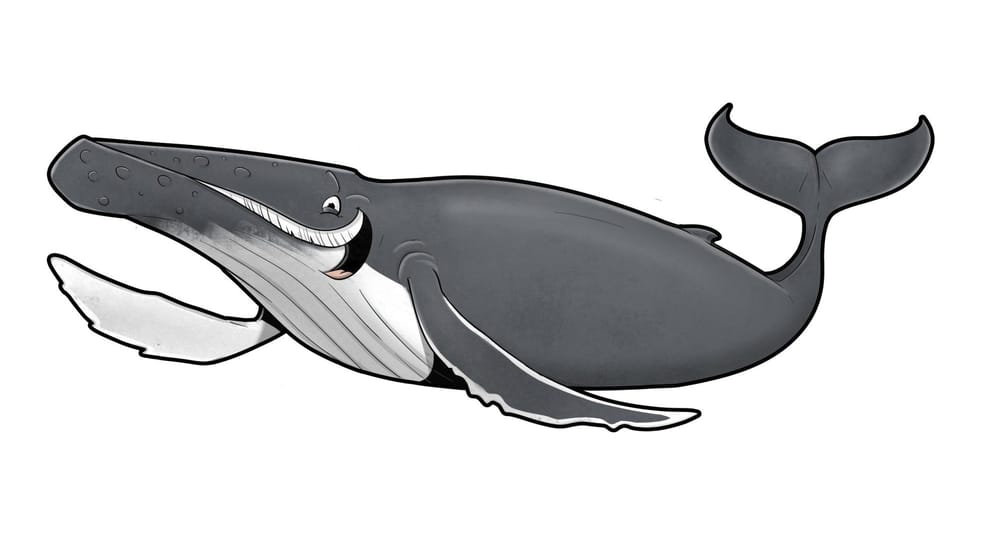 Name our new whale mascots post image