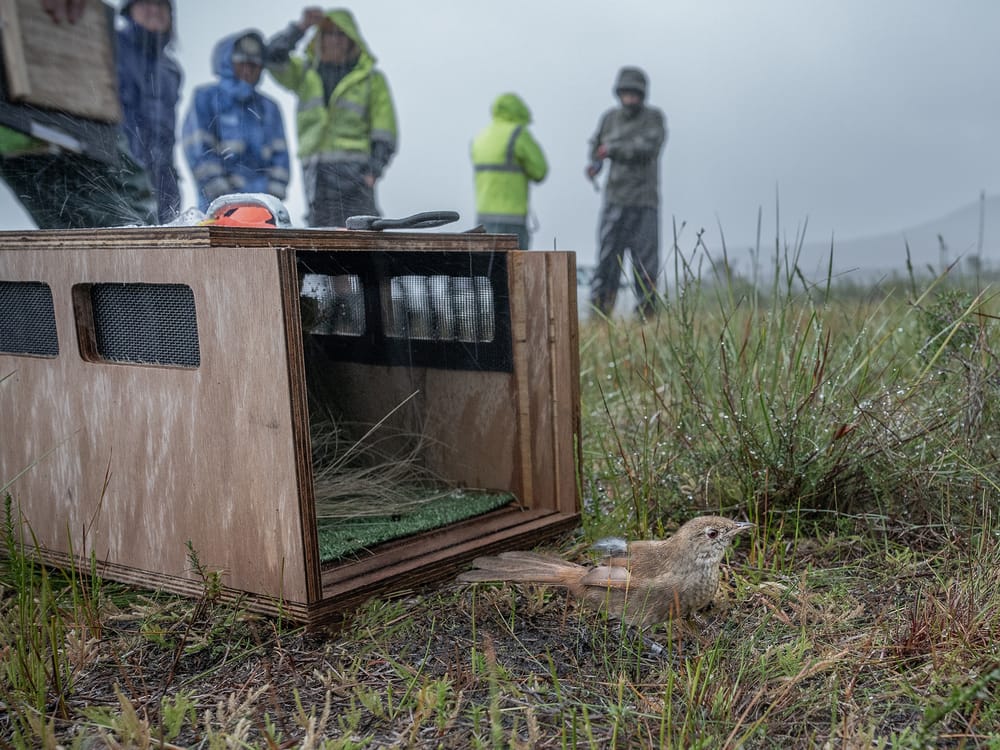Eastern Bristlebird’s long road to recovery post image